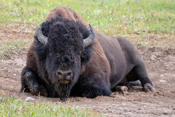Fototapeta premium American Bison Buffalo bull laying down in Hayden Valley in Yellowstone National Park United States