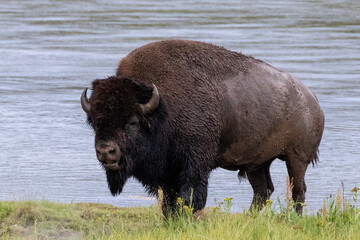 Bison Buffalo bull next to Yellowstone River in Hayden Valley in Yellowstone National Park United...