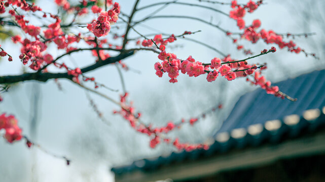 plum blossom