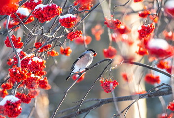  Bullfinch, cardinal, Robin sits on a rowan branch