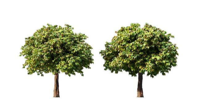 Growing trees isolated with alpha.3D animation growth grow from small to large, Catalpa trees animate in the wind include alpha channel tree. Tree isolated Separated with alpha channels