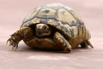 A small turtle lives in a zoo in Israel.