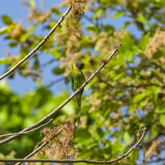 Plum-headed Parakeet, Psittacula cyanocephala, colorful parrot in India
