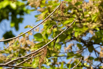 Plum-headed Parakeet, Psittacula cyanocephala, colorful parrot in India
