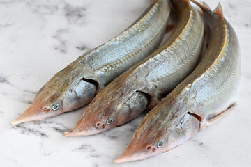 Raw sterlet fish on a light background before cooking