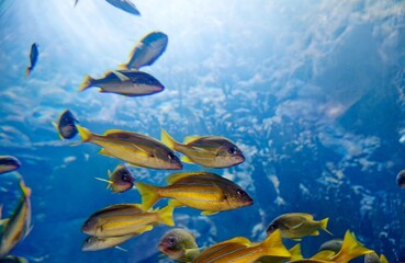 Fish swimming around in the deep blue water and sunlight shining from above, in the giant tank of Penghu Aquarium, in Baisha Township, Penghu County, Taiwan
 impression of a peaceful  underwater  