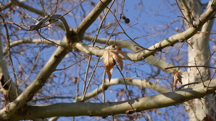 Chestnut tree (Aesculus hippocastanum) in the winter, leaves are dry and brown