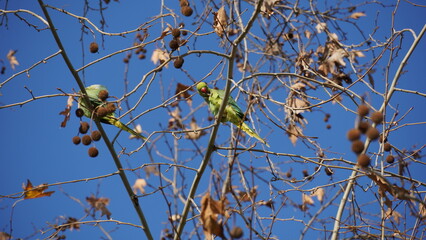 Monk parakeet - wild green parrots on Chestnut tree in the winter