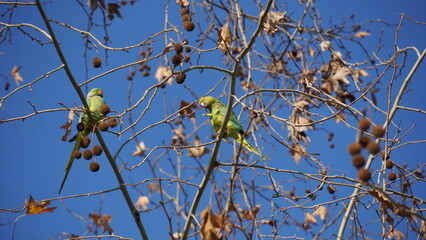 Monk parakeet - wild green parrots on Chestnut tree in the winter