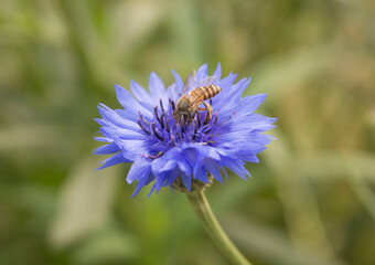 Flying honey bee collecting pollen at Blue flower, Bee flying over the Blue flower in blur background, flower and bee, Micro Photo, Selective Focus, Shallow Depth of field, Bee Fly
