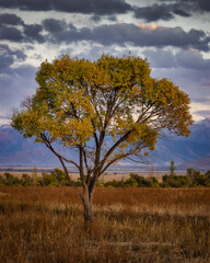 Fototapeta premium Lonely tree view and colorful sunset in Kyrgyzstan with beautiful nature around