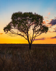 Plakat Lonely tree view and colorful sunset in Kyrgyzstan with beautiful nature around
