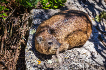 Close up shot of a rock hyrax in Cape Town, South Africa