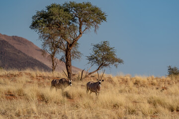 Namibian desert with oryx in the foreground and sand dunes in the background Namibia