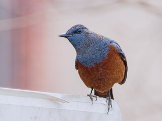 イソヒヨドリ（幸せの青い鳥）