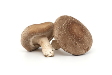 Shiitake mushrooms isolated on white background