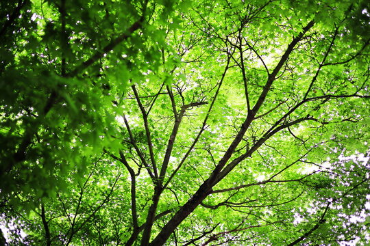 森林の中の美しい緑 © eiiti aoki