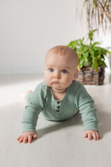 Fototapeta premium cute chubby-cheeked baby in a green jumpsuit is lying on the floor next to a houseplant