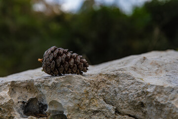 pine cone on a stone