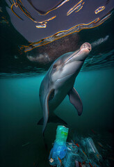 Fototapeta premium Underwater view of a dolphin and the plastic garbage in the ocean,Generative AI illustration