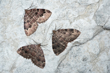 the tissue (Triphosa dubitata,)