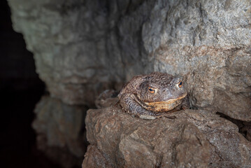 The common toad, European toad (Bufo bufo)	
