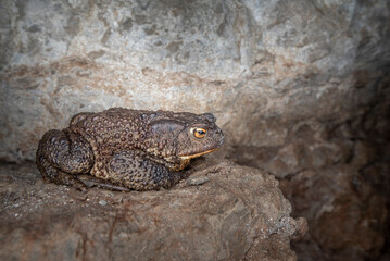 The common toad, European toad (Bufo bufo)	