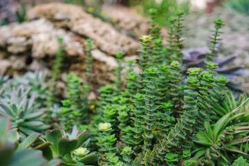 Succulents plants in botanic garden