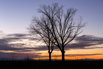Landscape with two old poplar trees without leaves in winter, sky with clouds and mountains at sunset. Region of El P&aacute;ramo, Le&oacute;n, Spain.