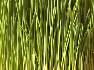 Green grass texture background. Environment and ecology. Creating the perfect lawn