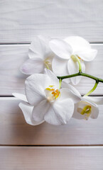 Fototapeta na wymiar A branch of white orchids on a white wooden background