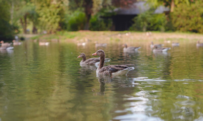 ducks on pond in Englischer Garten park, Munich