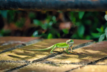 A close up of a cape dwarf chameleon on a brick wall.