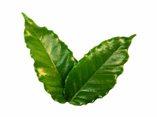 Coffee leaves on a white background