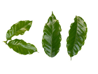 Coffee leaves on a white background