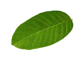 Guava leaves on a white background