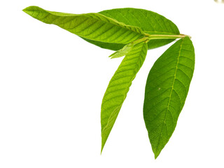 Guava leaves on a white background