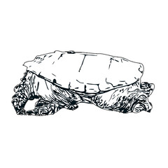 Black and white sketch of a turtle with transparent background