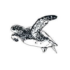 Fototapeta premium Black and white sketch of a turtle with transparent background