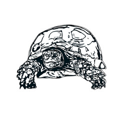 Black and white sketch of a turtle with transparent background