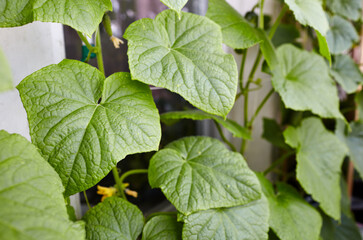 Natural cucumber grows in a greenhouse. Growing fresh vegetables in a greenhouse