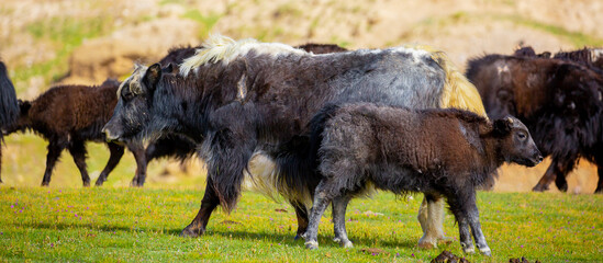 A herd of yaks graze in the mountains. Himalayan big yak in a beautiful landscape. Hairy cow cattle wild animal in nature in Tibet. Sunny summer day in the wild. Farm animal in Nepal and Tibet.