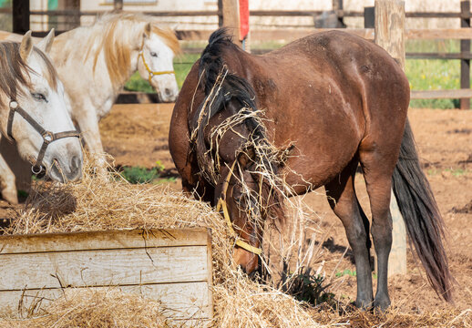 Two horses on a farm eating straw with midday light
