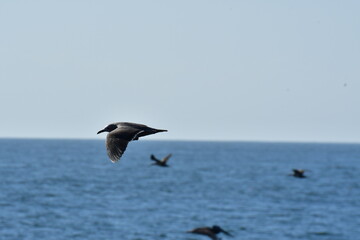 Fototapeta na wymiar Sea Gull flying over Ocean chile south America
