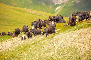 A herd of yaks graze in the mountains. Himalayan big yak in a beautiful landscape. Hairy cow cattle wild animal in nature in Tibet. Sunny summer day in the wild. Farm animal in Nepal and Tibet. - obrazy, fototapety, plakaty
