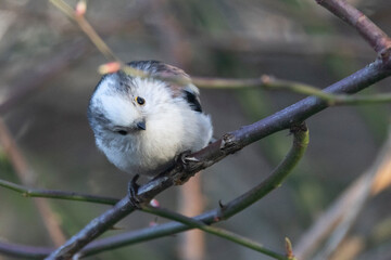 Schwanzmeise (Aegithalos caudatus)