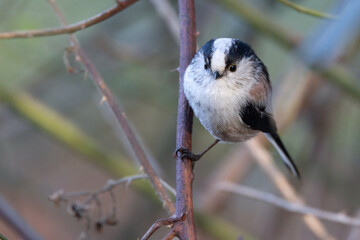 Schwanzmeise (Aegithalos caudatus)