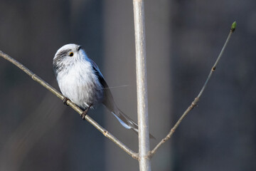 Schwanzmeise (Aegithalos caudatus)