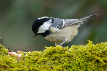 Tannenmeise (Periparus ater)