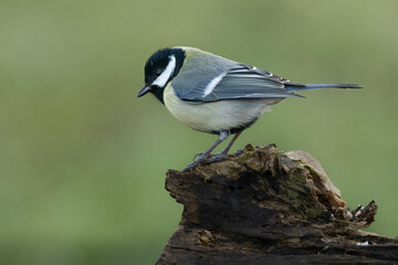 Kohlmeise (Parus major)